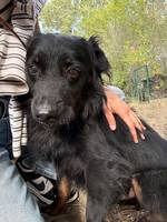 Ziggy - Pfotenhilfe Ungarn - Klicken f�r Vergr��ern