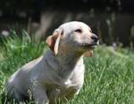 Bailey - Pfotenhilfe Ungarn - Klicken f�r Vergr��ern
