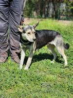 Nilla jetzt Nala - Pfotenhilfe Ungarn - Klicken für Vergrößern Nilla jetzt Nala - Pfotenhilfe Ungarn - Klicken für Vergrößern