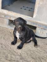 Raven (L1) - Pfotenhilfe Ungarn - Klicken f�r Vergr��ern
