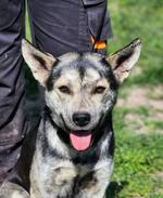 Nilla jetzt Nala - Pfotenhilfe Ungarn - Klicken für Vergrößern Nilla jetzt Nala - Pfotenhilfe Ungarn - Klicken für Vergrößern