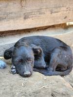 Shadow (L5) - Pfotenhilfe Ungarn - Klicken f�r Vergr��ern