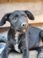 Shadow (L5) - Pfotenhilfe Ungarn - Klicken f�r Vergr��ern