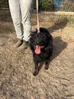 Ziggy - Pfotenhilfe Ungarn - Klicken f�r Vergr��ern