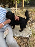 Ziggy - Pfotenhilfe Ungarn - Klicken f�r Vergr��ern