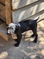 Shadow (L5) - Pfotenhilfe Ungarn - Klicken f�r Vergr��ern