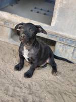 Raven (L1) - Pfotenhilfe Ungarn - Klicken f�r Vergr��ern