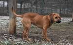 Diego - Pfotenhilfe Ungarn - Klicken f�r Vergr��ern