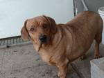 Bence - Pfotenhilfe Ungarn - Klicken f�r Vergr��ern