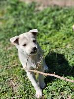 Cody - Pfotenhilfe Ungarn - Klicken für Vergrößern Cody - Pfotenhilfe Ungarn - Klicken für Vergrößern