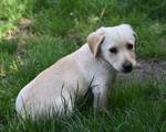 Bailey - Pfotenhilfe Ungarn - Klicken f�r Vergr��ern