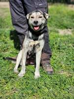 Nilla jetzt Nala - Pfotenhilfe Ungarn - Klicken für Vergrößern Nilla jetzt Nala - Pfotenhilfe Ungarn - Klicken für Vergrößern
