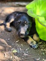 Honey (L6) - Pfotenhilfe Ungarn - Klicken f�r Vergr��ern