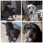 Bones, Strolch, Bela und Inge Bones, Strolch, Bela und Inge