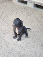 Raven (L1) - Pfotenhilfe Ungarn - Klicken f�r Vergr��ern