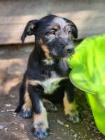 Honey (L6) - Pfotenhilfe Ungarn - Klicken f�r Vergr��ern