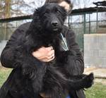 Bruno - Pfotenhilfe Ungarn - Klicken f�r Vergr��ern