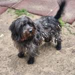 Blacky - Pfotenhilfe Ungarn - Klicken für Vergrößern Blacky - Pfotenhilfe Ungarn - Klicken für Vergrößern