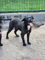 Lucky jetzt Loki - Pfotenhilfe Ungarn - Klicken für Vergrößern Lucky jetzt Loki - Pfotenhilfe Ungarn - Klicken für Vergrößern