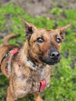 Betty - Pfotenhilfe Ungarn - Klicken für Vergrößern Betty - Pfotenhilfe Ungarn - Klicken für Vergrößern