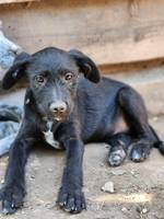 Shadow (L5) - Pfotenhilfe Ungarn - Klicken f�r Vergr��ern