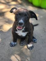 Pino (L4) - Pfotenhilfe Ungarn - Klicken f�r Vergr��ern