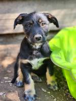 Honey (L6) - Pfotenhilfe Ungarn - Klicken f�r Vergr��ern