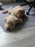 Bandi - Pfotenhilfe Ungarn - Klicken f�r Vergr��ern