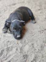 Raven (L1) - Pfotenhilfe Ungarn - Klicken f�r Vergr��ern