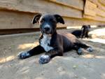 Pino (L4) - Pfotenhilfe Ungarn - Klicken f�r Vergr��ern