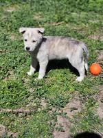 Cody - Pfotenhilfe Ungarn - Klicken für Vergrößern Cody - Pfotenhilfe Ungarn - Klicken für Vergrößern