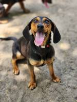 Daisy - Pfotenhilfe Ungarn - Klicken für Vergrößern Daisy - Pfotenhilfe Ungarn - Klicken für Vergrößern