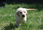 Bailey - Pfotenhilfe Ungarn - Klicken f�r Vergr��ern