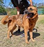 Dexter - Pfotenhilfe Ungarn - Klicken f�r Vergr��ern