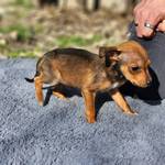Lilo - Pfotenhilfe Ungarn - Klicken für Vergrößern Lilo - Pfotenhilfe Ungarn - Klicken für Vergrößern