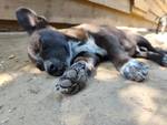 Pino (L4) - Pfotenhilfe Ungarn - Klicken f�r Vergr��ern