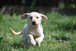 Bailey - Pfotenhilfe Ungarn - Klicken f�r Vergr��ern