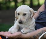 Bailey - Pfotenhilfe Ungarn - Klicken f�r Vergr��ern