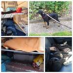 Erste Fotos von Lotti und Porthos und Transporter wird mit Spenden beladen Erste Fotos von Lotti und Porthos und Transporter wird mit Spenden beladen