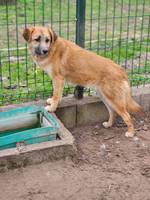 Olivia - Pfotenhilfe Ungarn - Klicken für Vergrößern Olivia - Pfotenhilfe Ungarn - Klicken für Vergrößern