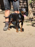 Ricky - Pfotenhilfe Ungarn - Klicken f�r Vergr��ern
