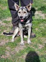 Nilla jetzt Nala - Pfotenhilfe Ungarn - Klicken für Vergrößern Nilla jetzt Nala - Pfotenhilfe Ungarn - Klicken für Vergrößern