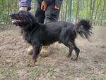 Ziggy - Pfotenhilfe Ungarn - Klicken f�r Vergr��ern