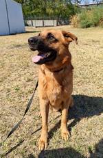 Dexter - Pfotenhilfe Ungarn - Klicken f�r Vergr��ern