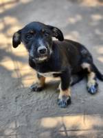 Honey (L6) - Pfotenhilfe Ungarn - Klicken f�r Vergr��ern