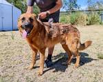 Dexter - Pfotenhilfe Ungarn - Klicken f�r Vergr��ern